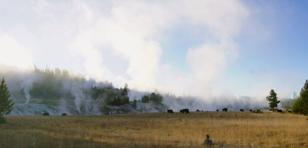 Grazing bison at sunrise