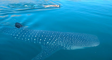 cabo-whale-shark-snorkel-tour